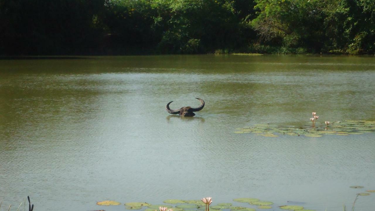 קטרגמה Heina Nature Resort - Eco Home And Yala Safari מראה חיצוני תמונה