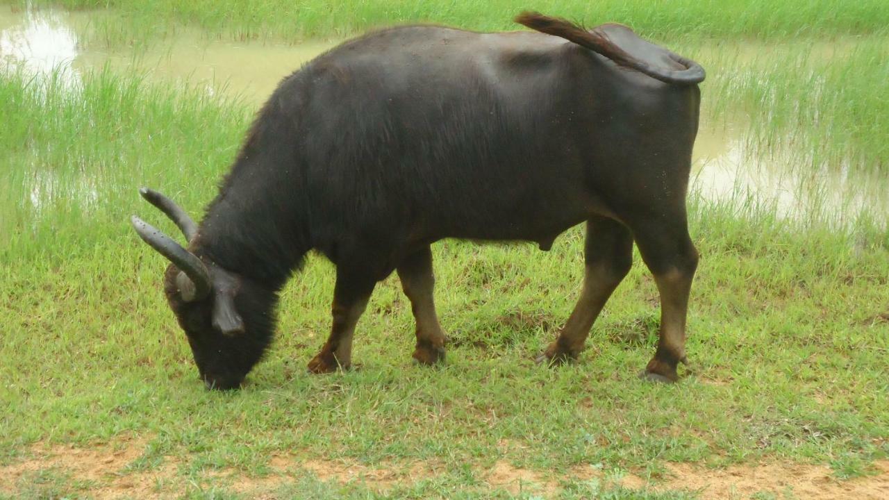 קטרגמה Heina Nature Resort - Eco Home And Yala Safari מראה חיצוני תמונה